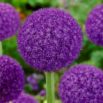 Zierlauch 'Ambassador'® Zierlauch 'Ambassador'®