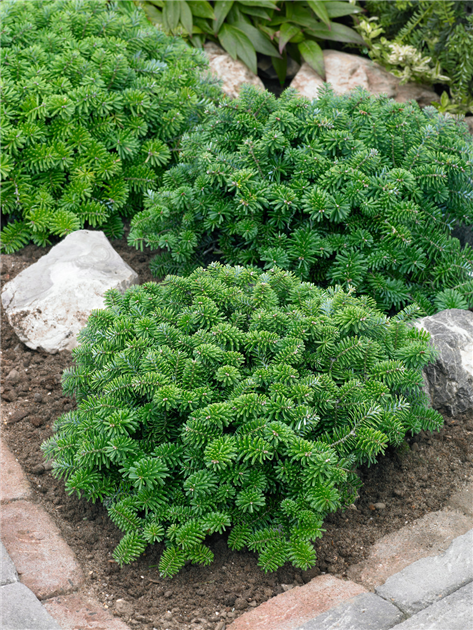 Zwerg Korea Tanne Brilliant - Abies Koreana Im 2 Liter Container