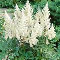 Astilbe chinensis 'Diamonds and Pearls'®