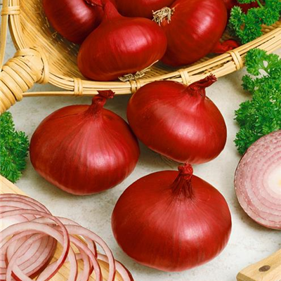 Zwiebel 'Braunschweiger Dunkelblutrote' Zwiebel 'Braunschweiger Dunkelblutrote'
