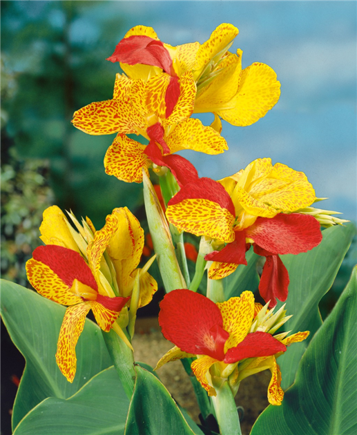 Canna indica 'Cleopatra', Indisches Blumenrohr 'Cleopatra'