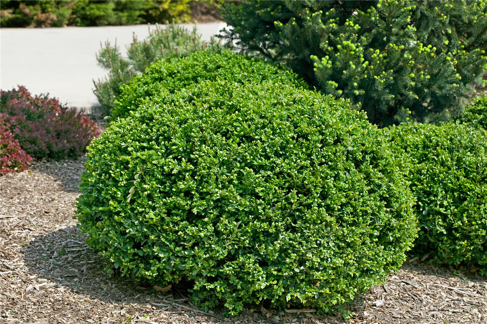 Buxus-sempervirens-Blauer-Heinz-1200x630-proportionalbiggest.webp