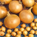 Allium cepa 'Hercules'