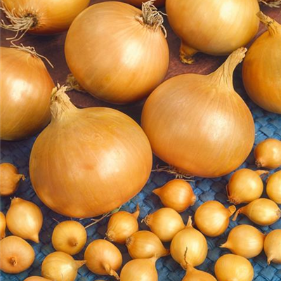 Zwiebel 'Hercules' Zwiebel 'Hercules'