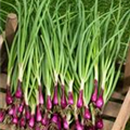 Allium cepa 'Lauchzwiebel'