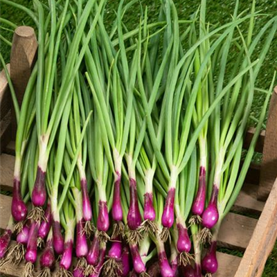 Lauchzwiebel Lauchzwiebel