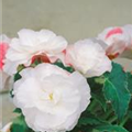 Begonia odorata 'Angelique'