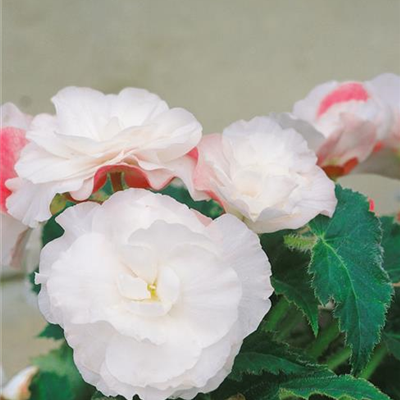 Duft-Begonie 'Angelique'