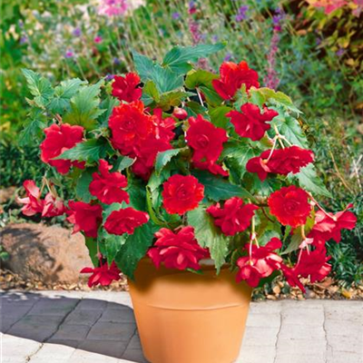 Duft-Begonie 'Red Glory'