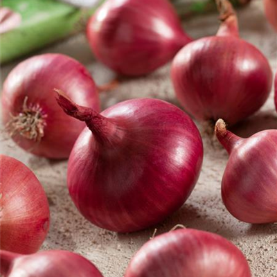 Zwiebel 'Roter Wiener' Zwiebel 'Roter Wiener'