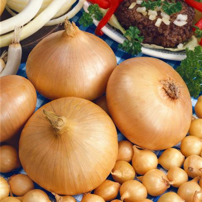 Küchen-Zwiebel 'Stuttgarter Riesen' Küchen-Zwiebel 'Stuttgarter Riesen'