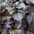 Astilbe japonica 'Bronzelaub'