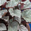 Begonia rex 'Arctic Breeze'®
