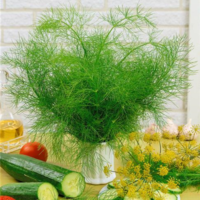 Dill 'Mammut'