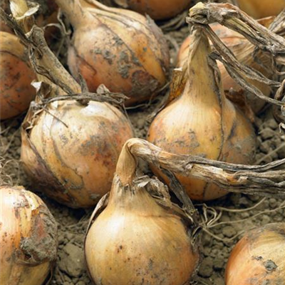 Küchen-Zwiebel Küchen-Zwiebel