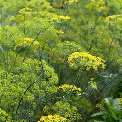 Dill 'Elefant'