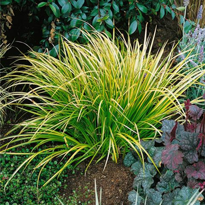 Grasartiger Garten-Kalmus 'Ogon'