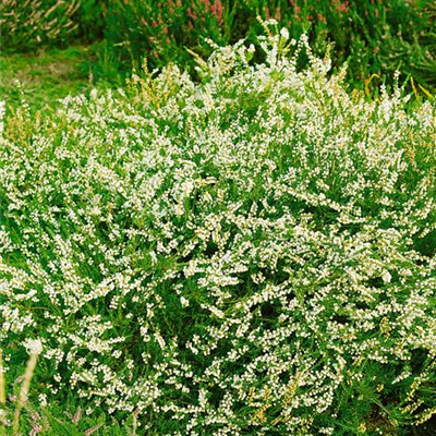 Besenheide 'Alba Plena' Besenheide 'Alba Plena'