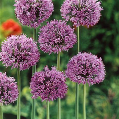 Sternkugel-Lauch Sternkugel-Lauch