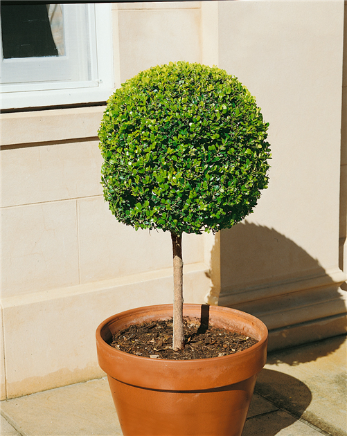 Buxus sempervirens var. arborescens, Stamm, Buchsbaum
