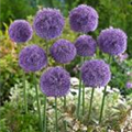 Allium 'Dutchmann'