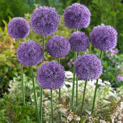 Zierlauch 'Dutchmann' Zierlauch 'Dutchmann'