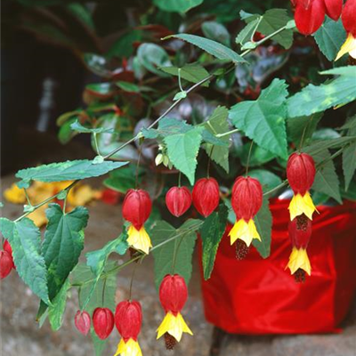 Rio-Grande-Abutilon