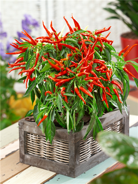Capsicum annuum, deko, Zierpaprika