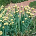 Allium fistulosum