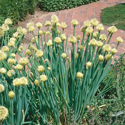 Winter-Zwiebel Winter-Zwiebel