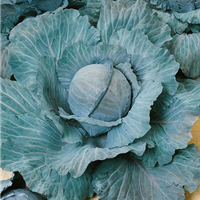 Rotkohl / Brassica oleracea var. capitata f. rubra Marner Lagerrot