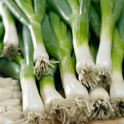 Winterzwiebel 'Freddy' Winterzwiebel 'Freddy'