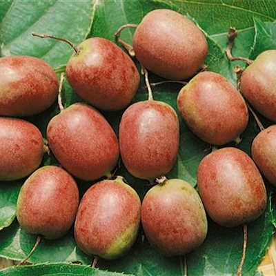 Kiwi 'Red Beauty'