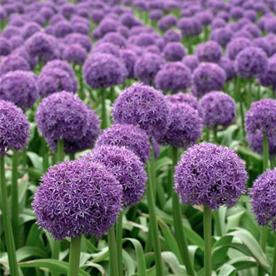 Garten-Zierlauch 'Globemaster' Garten-Zierlauch 'Globemaster'