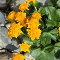 Caltha palustris 'Plena'