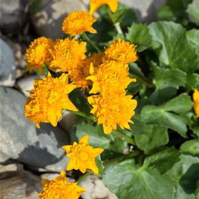 Sumpfdotterblume 'Plena'