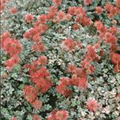 Acaena microphylla 'Braune Feder'