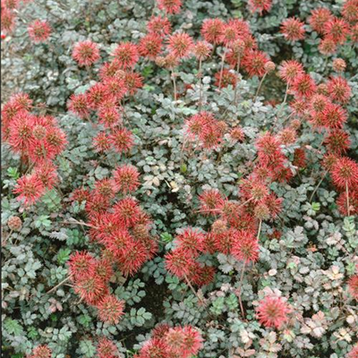 Garten-Stachelnüsschen 'Braune Feder'