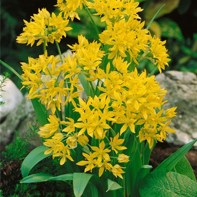 Gold-Lauch Gold-Lauch