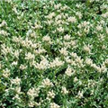 Antennaria dioica