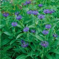 Centaurea montana 'Grandiflora'