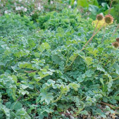Garten-Stachelnüsschen 'Grüner Zwerg'
