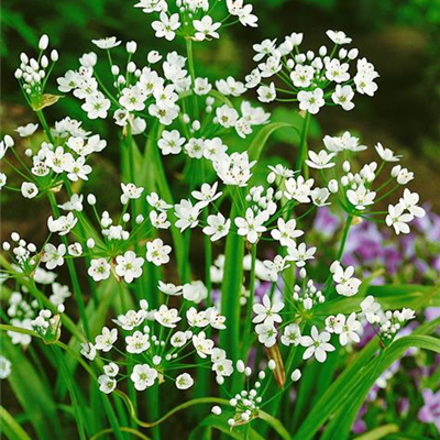 Neapel-Lauch Neapel-Lauch