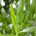Artemisia dracunculus