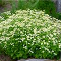 Anthemis tinctoria