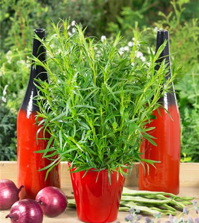 Der Kräutergarten im Mai