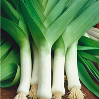 Porree / Allium porrum var. porrum