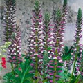 Acanthus mollis