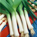 Allium porrum 'Longo'