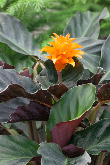 Calathea crocata 'Tassmania', Korbmarante 'Tassmania'